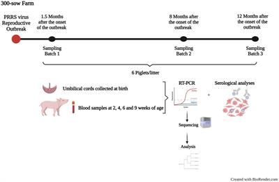 Infection dynamics, transmission, and evolution after an outbreak of porcine reproductive and respiratory syndrome virus